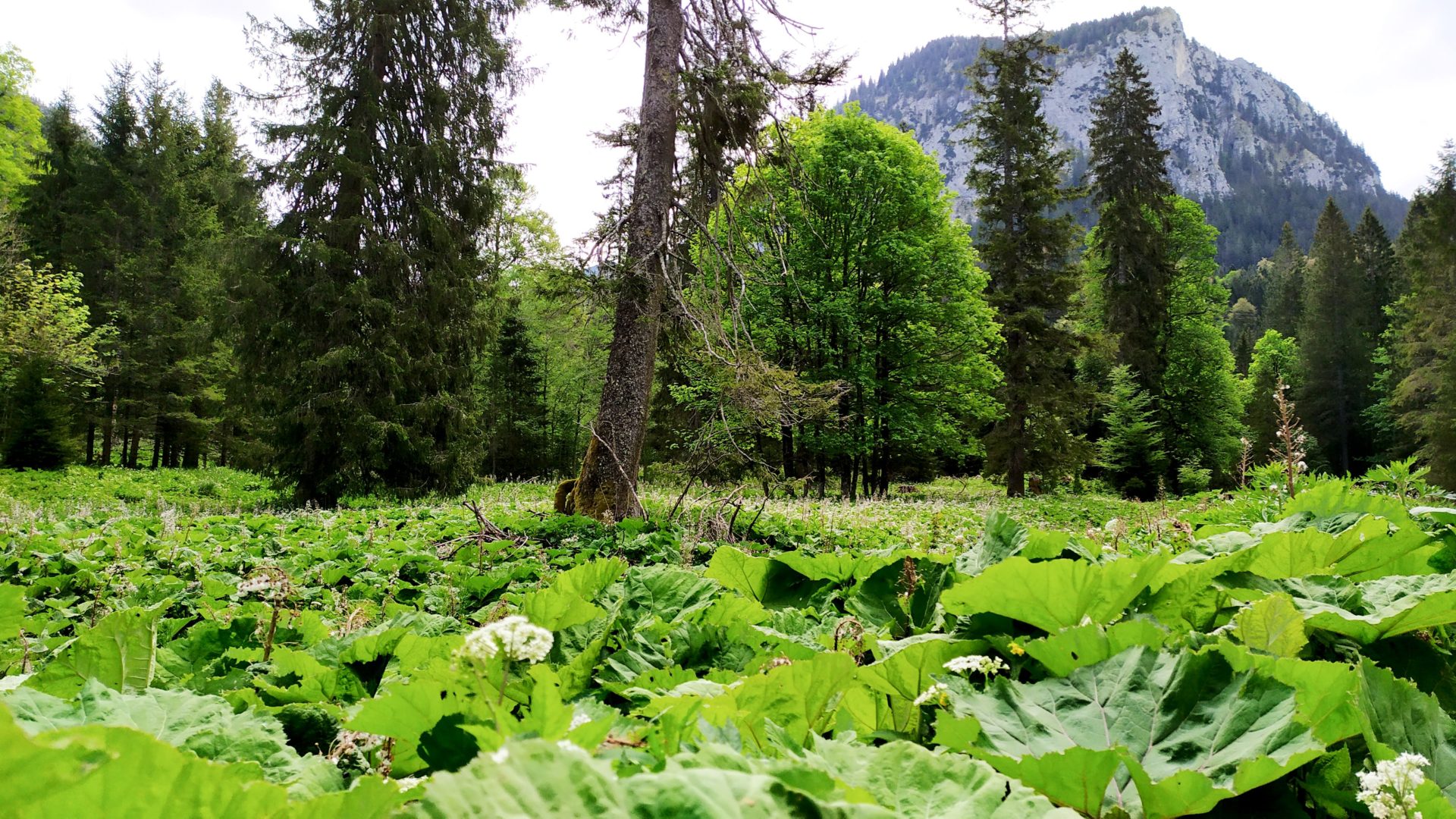 Algau Alps